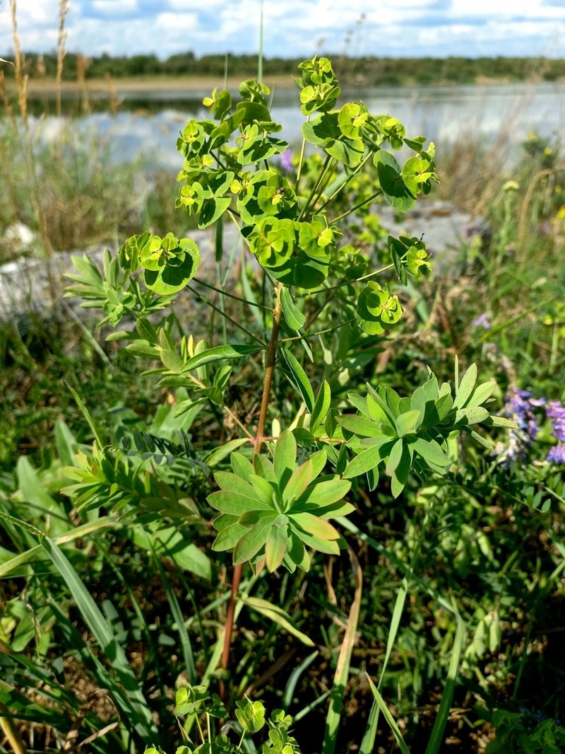 Euphorbia latifolia photo 2