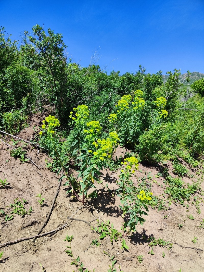 Euphorbia latifolia photo 3