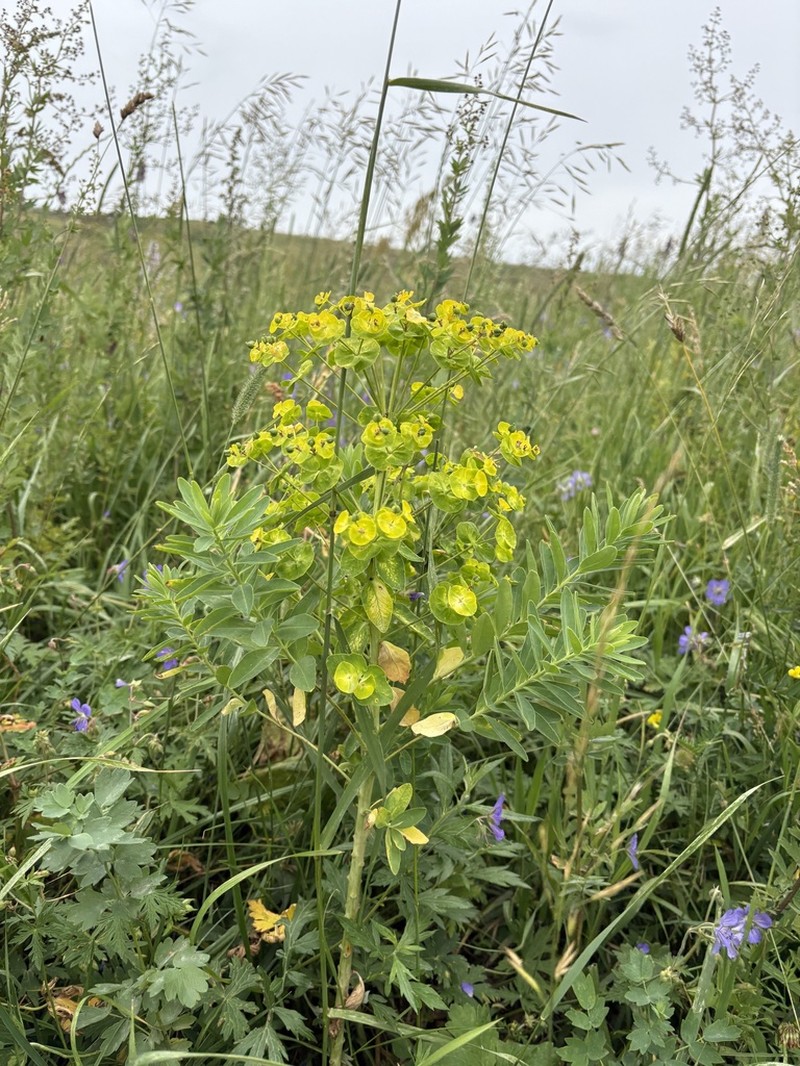 Euphorbia latifolia photo 4
