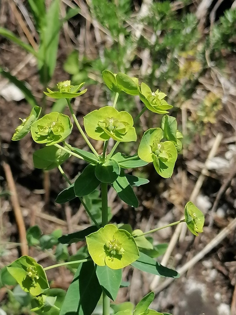 Euphorbia latifolia photo 5