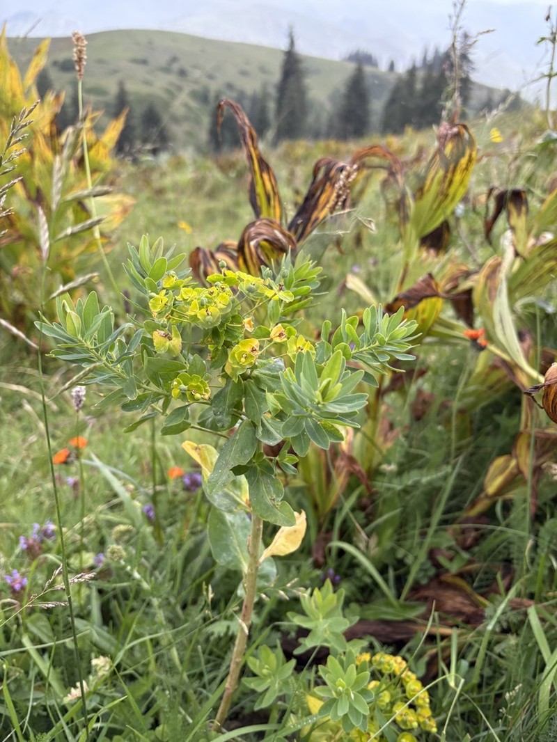 Euphorbia latifolia photo 6
