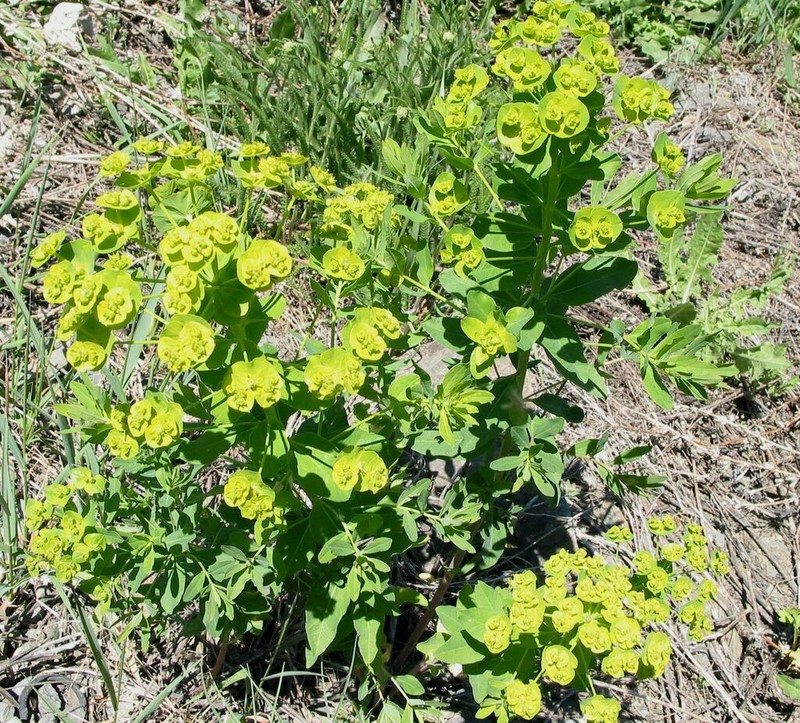 Euphorbia latifolia photo 7