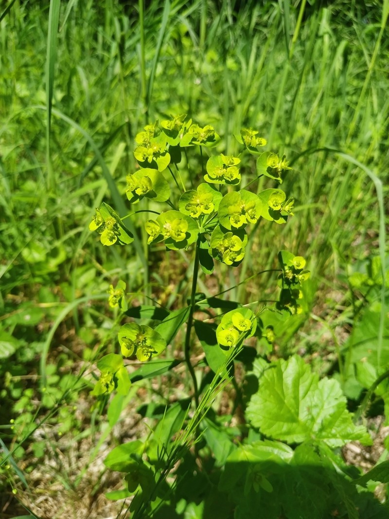Euphorbia latifolia photo 8