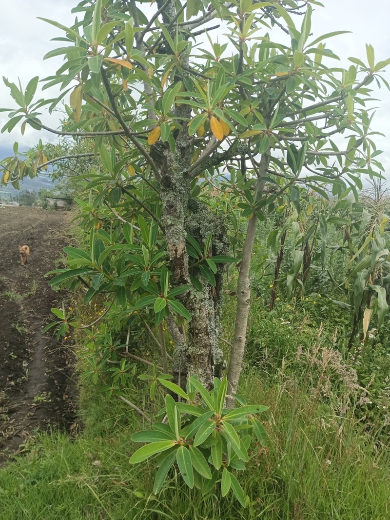 Euphorbia laurifolia photo 2
