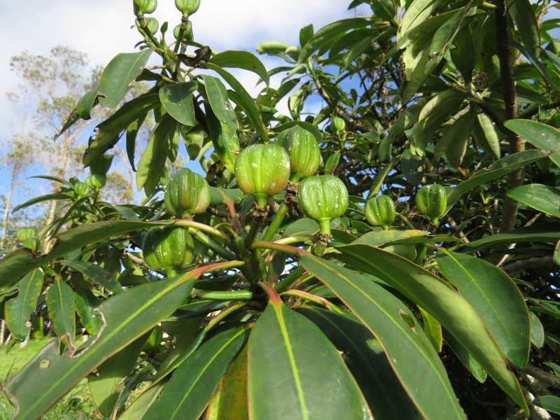 Euphorbia laurifolia photo 3
