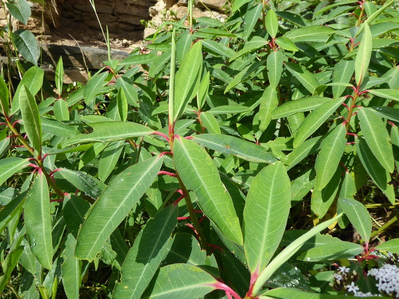 Euphorbia laurifolia photo 4