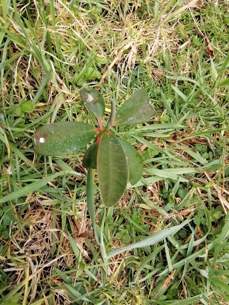 Euphorbia laurifolia photo 5