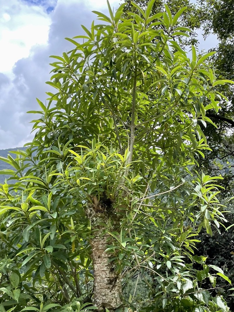 Euphorbia laurifolia photo 6