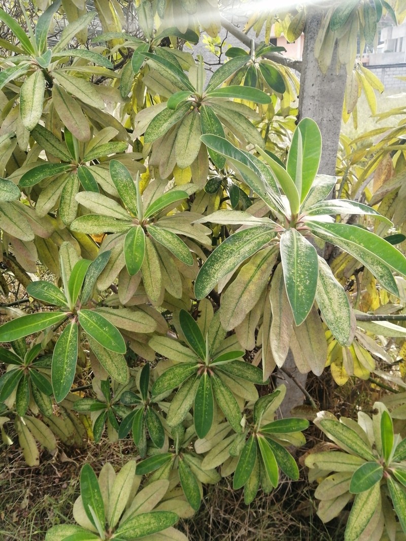 Euphorbia laurifolia photo 7