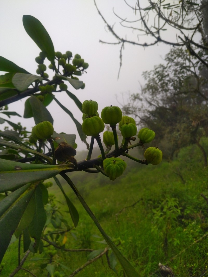 Euphorbia laurifolia photo 8