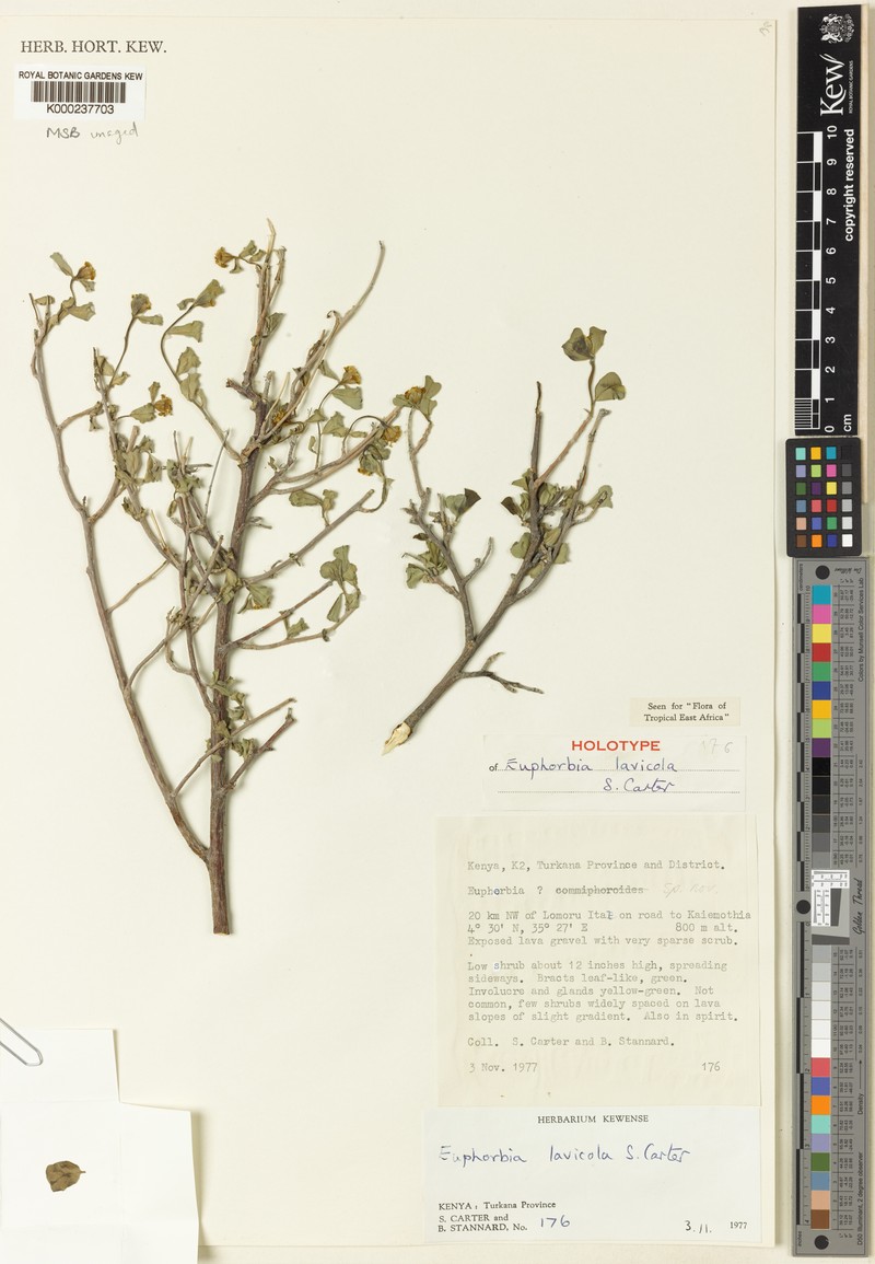 Euphorbia lavicola photo 2