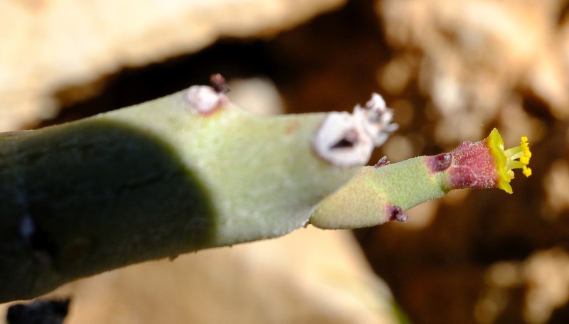 Euphorbia lavrani photo 3