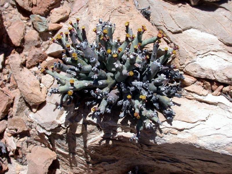 Euphorbia lavrani photo 4