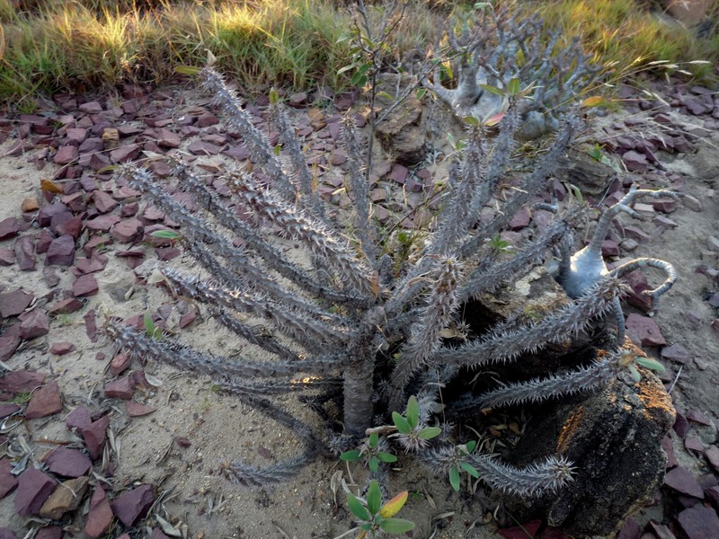 Euphorbia leandriana