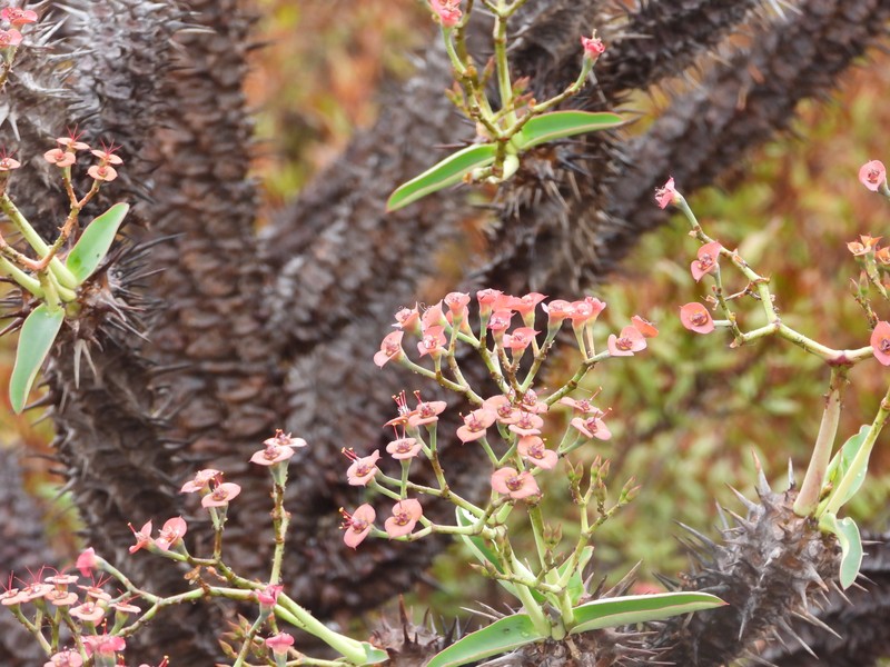 Euphorbia leandriana photo 2