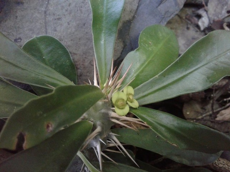 Euphorbia leandriana photo 3