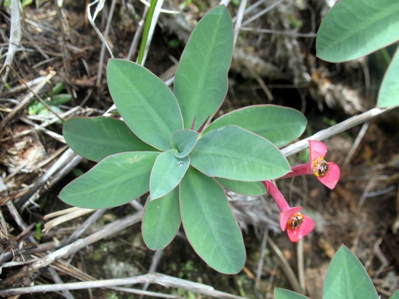 Euphorbia leandriana photo 4