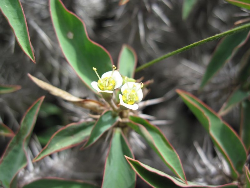 Euphorbia leandriana photo 5