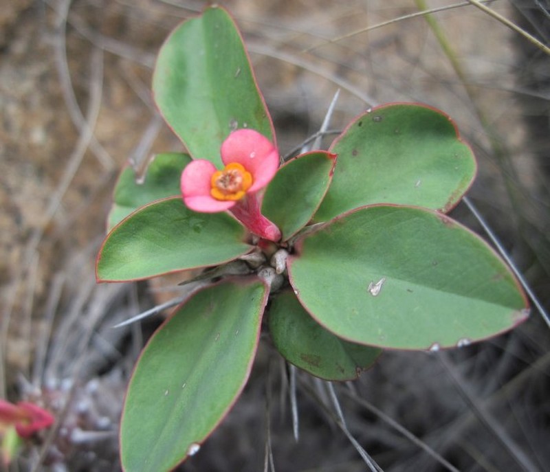 Euphorbia leandriana photo 6