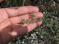 Euphorbia lecheoides