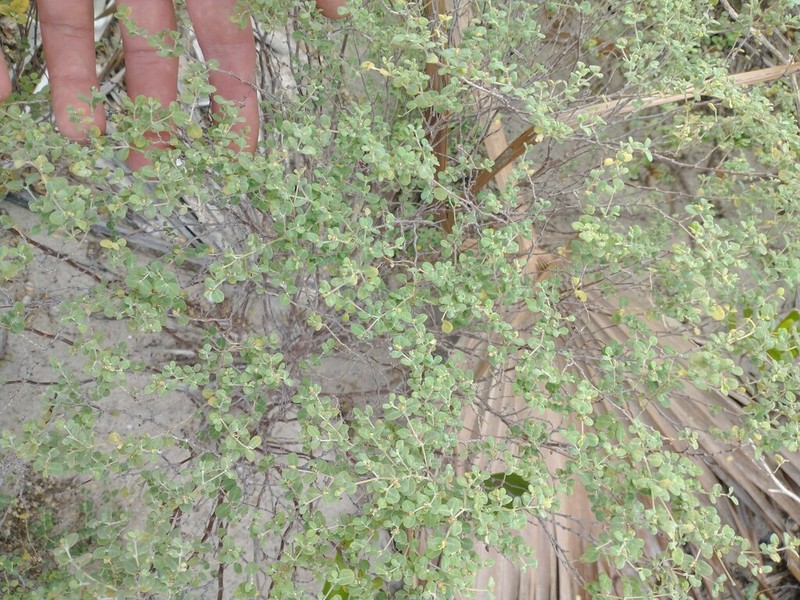 Euphorbia lecheoides photo 2