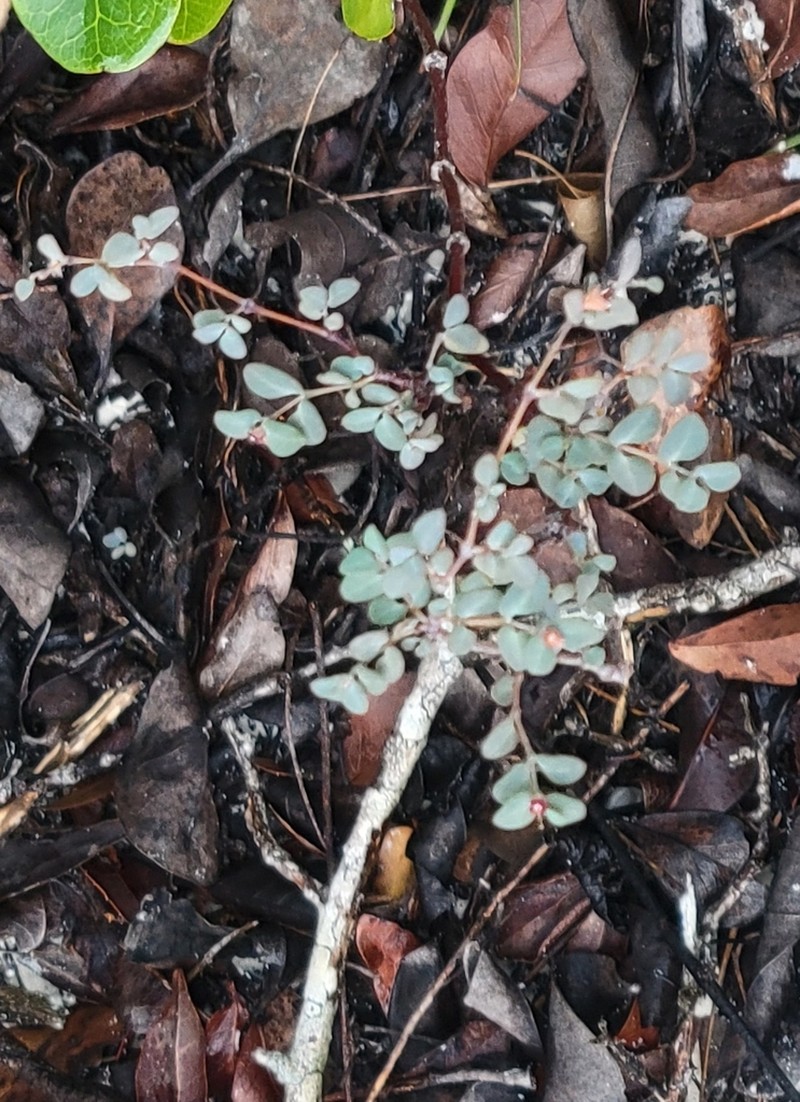 Euphorbia lecheoides photo 3