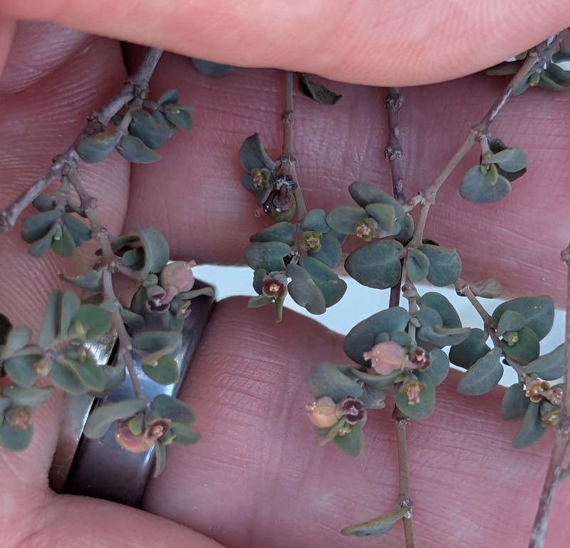 Euphorbia lecheoides photo 4