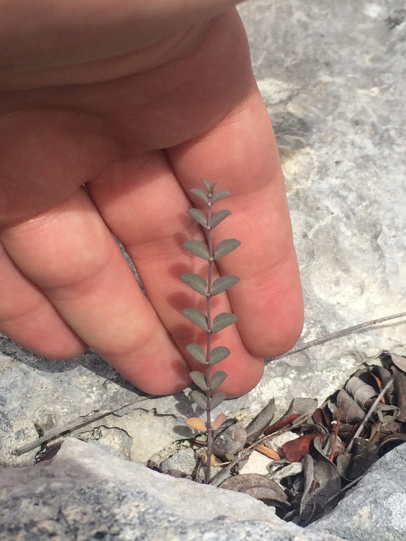 Euphorbia lecheoides photo 5