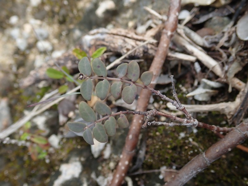 Euphorbia lecheoides photo 6