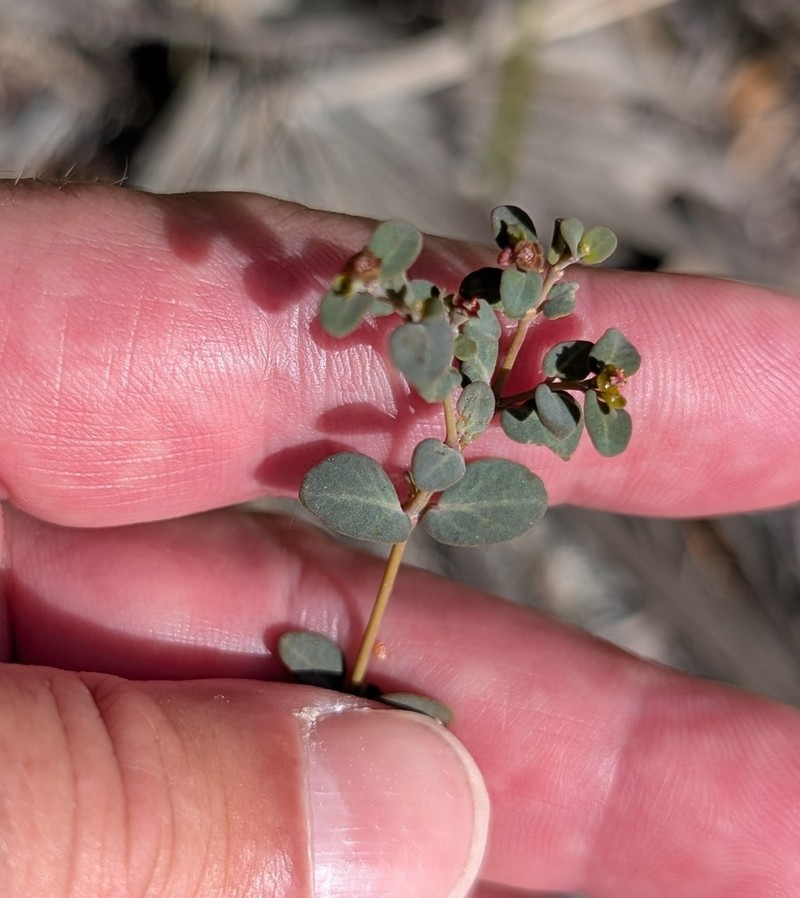 Euphorbia lecheoides photo 7