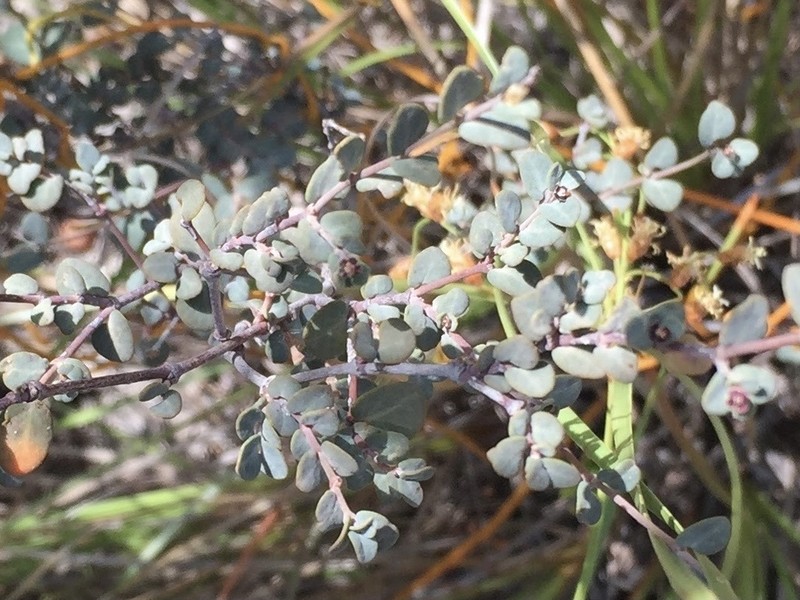 Euphorbia lecheoides photo 8