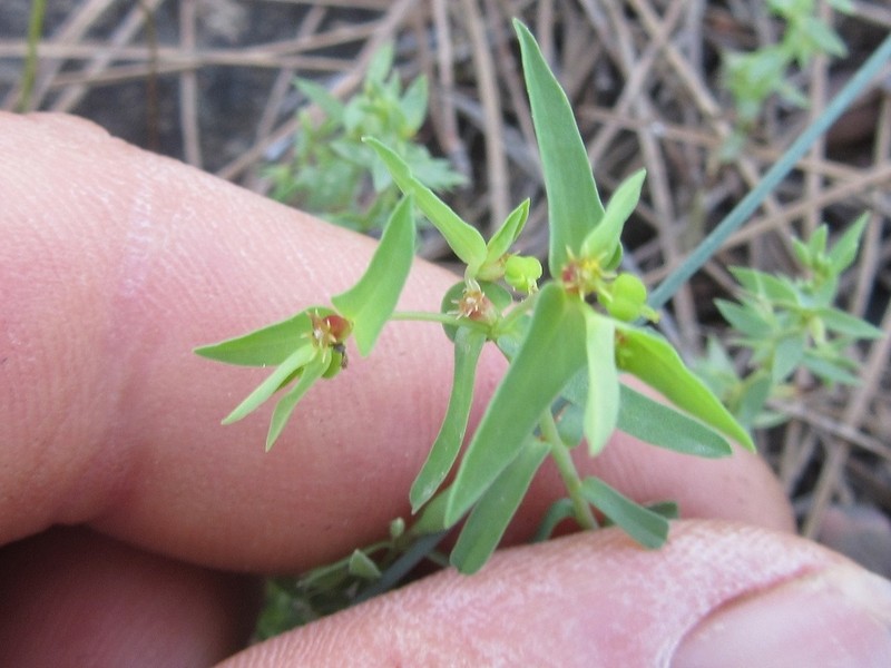 Euphorbia ledebourii