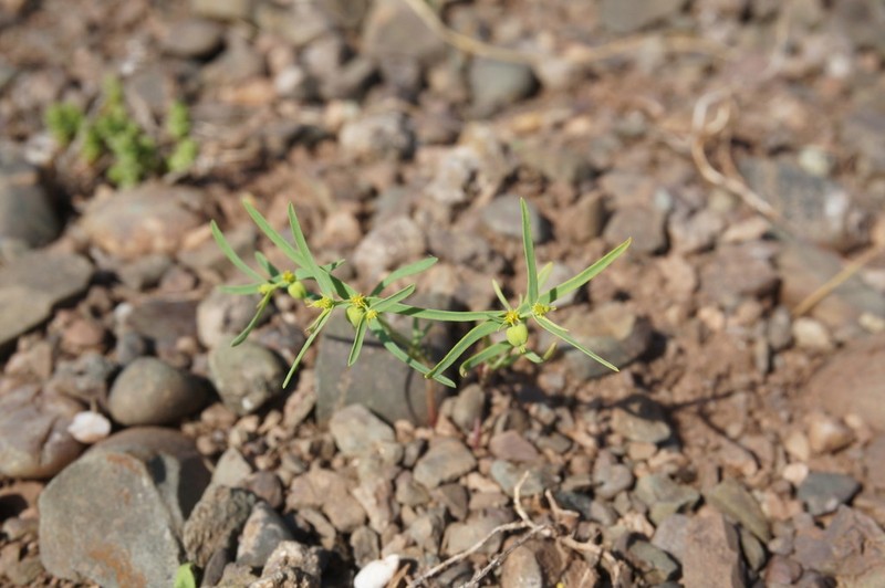 Euphorbia ledebourii photo 2