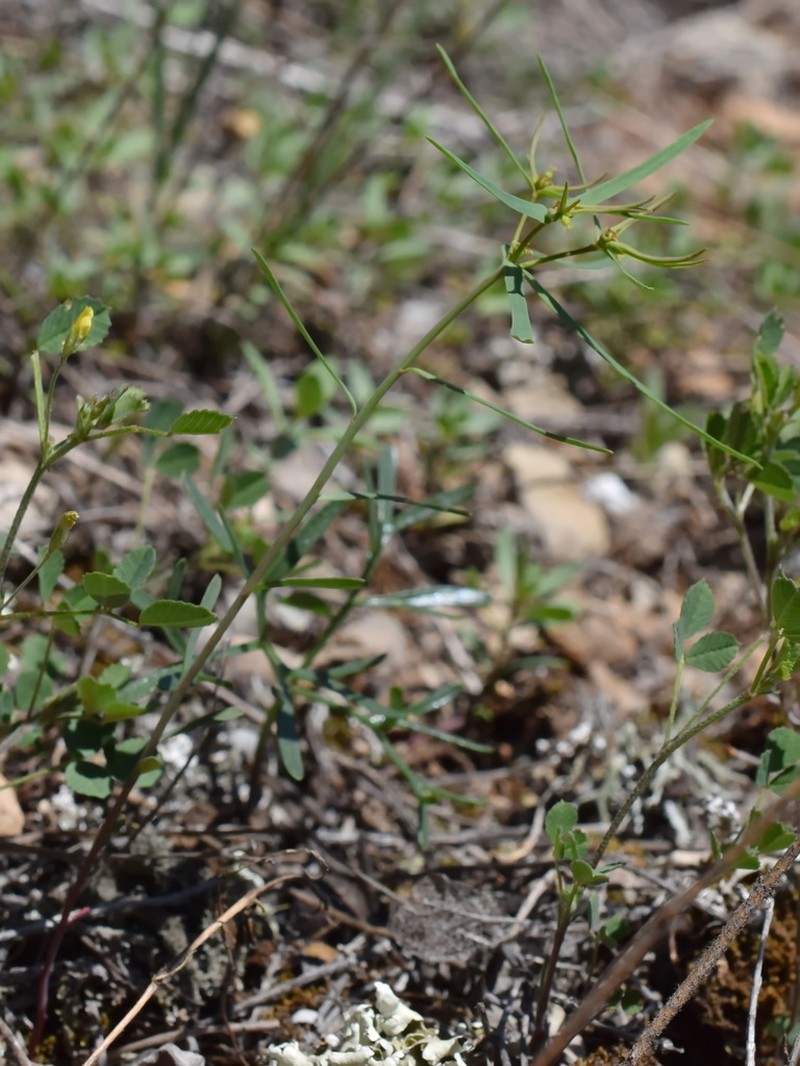 Euphorbia ledebourii photo 3