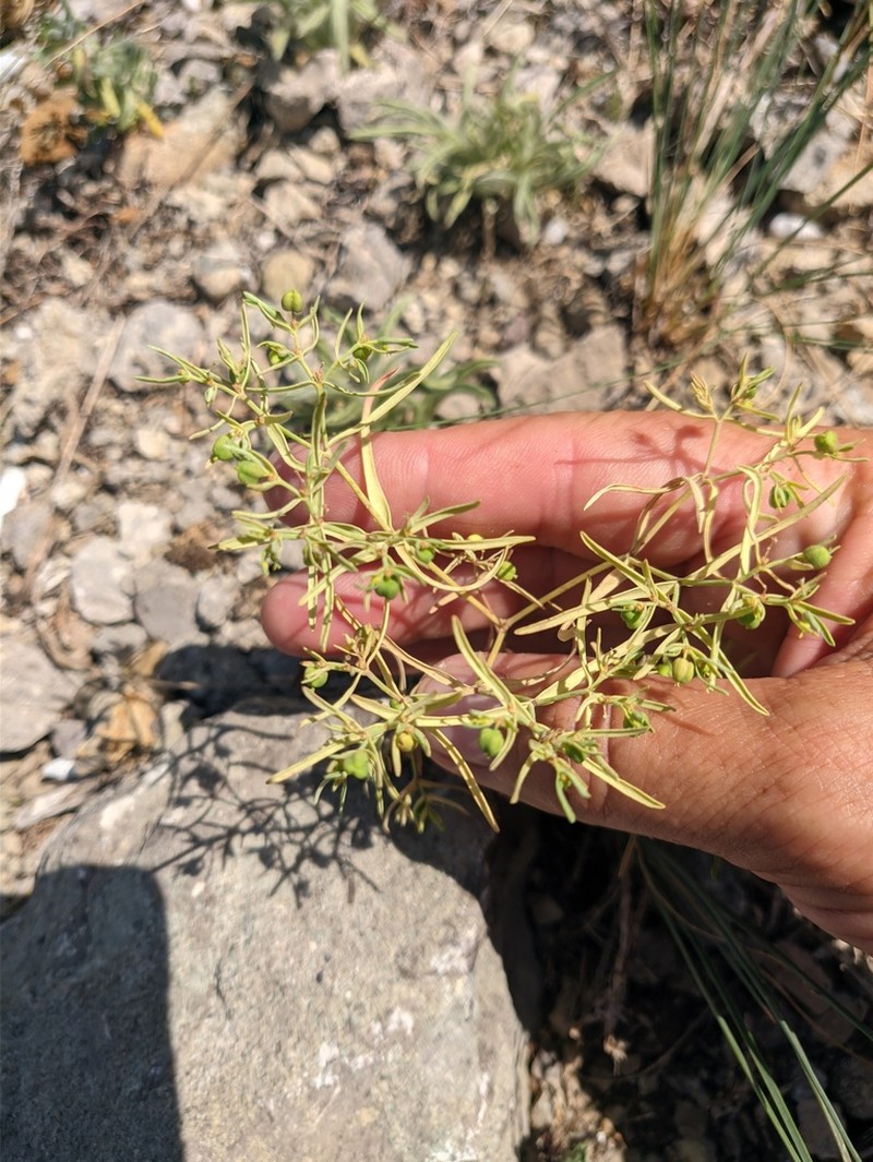 Euphorbia ledebourii photo 4