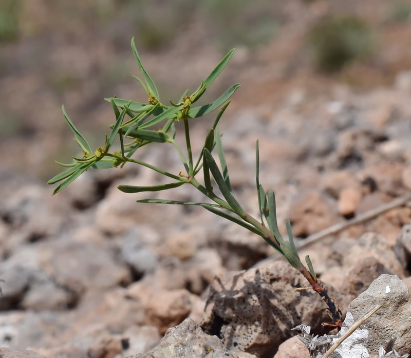 Euphorbia ledebourii photo 5