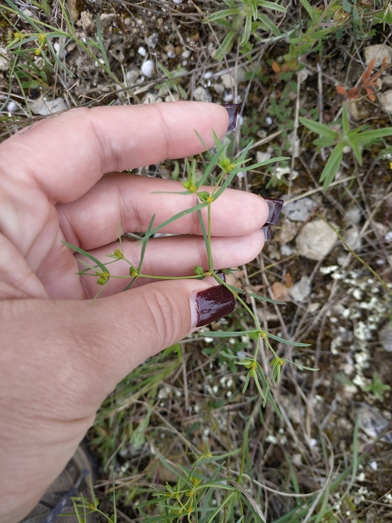 Euphorbia ledebourii photo 7