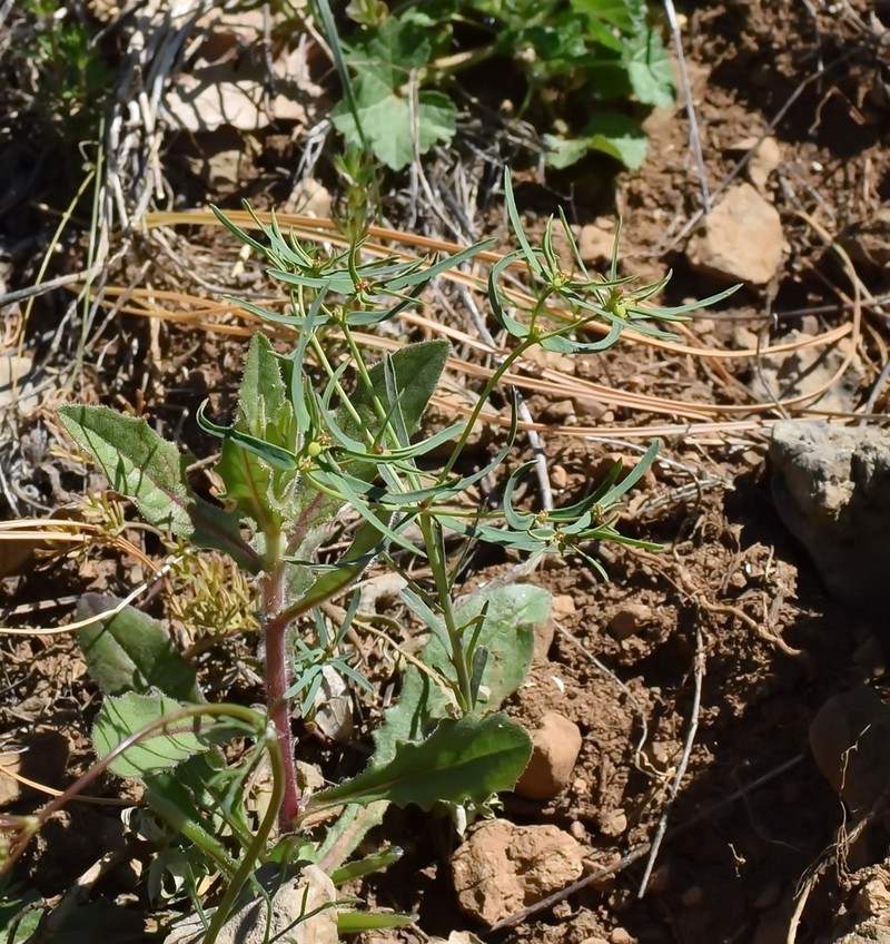 Euphorbia ledebourii photo 8