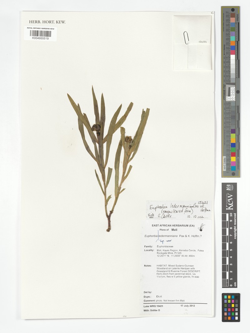 Euphorbia ledermanniana