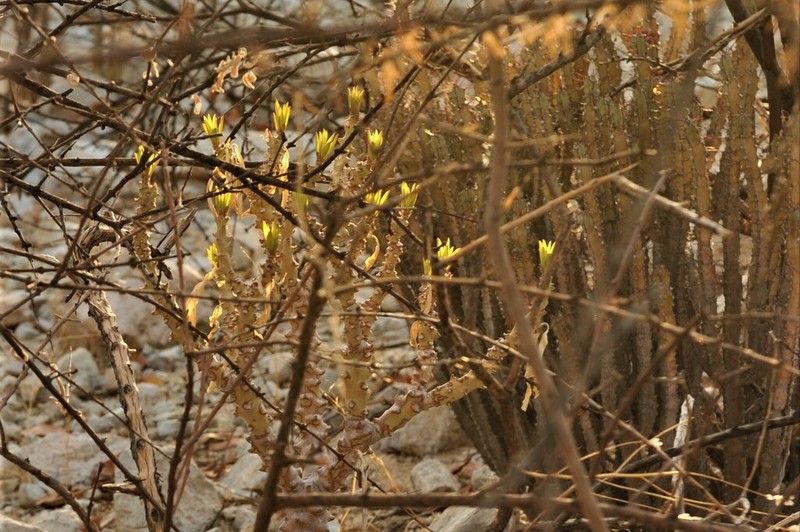 Euphorbia leistneri photo 2