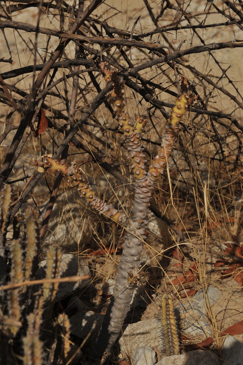 Euphorbia leistneri photo 4