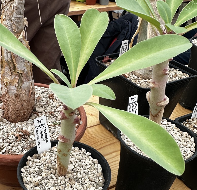 Euphorbia leistneri