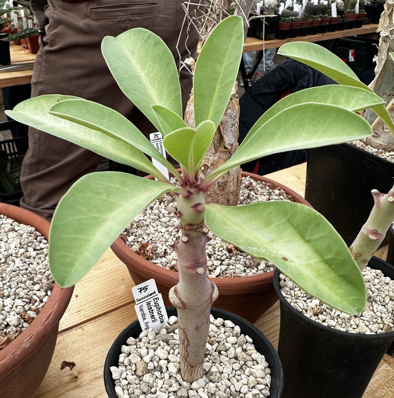 Euphorbia leistneri photo 6