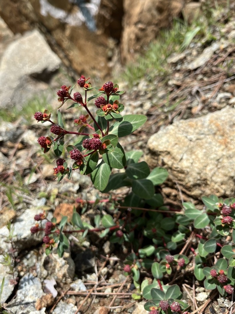 Euphorbia lemesiana