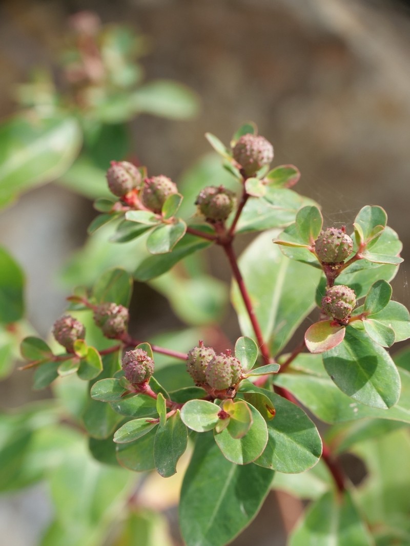 Euphorbia lemesiana photo 2