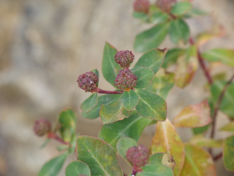 Euphorbia lemesiana photo 3
