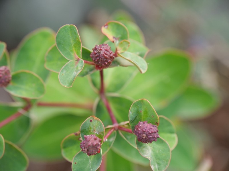 Euphorbia lemesiana photo 4