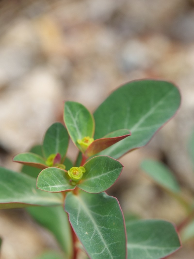 Euphorbia lemesiana photo 5