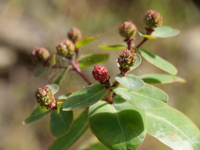 Euphorbia lemesiana photo 6