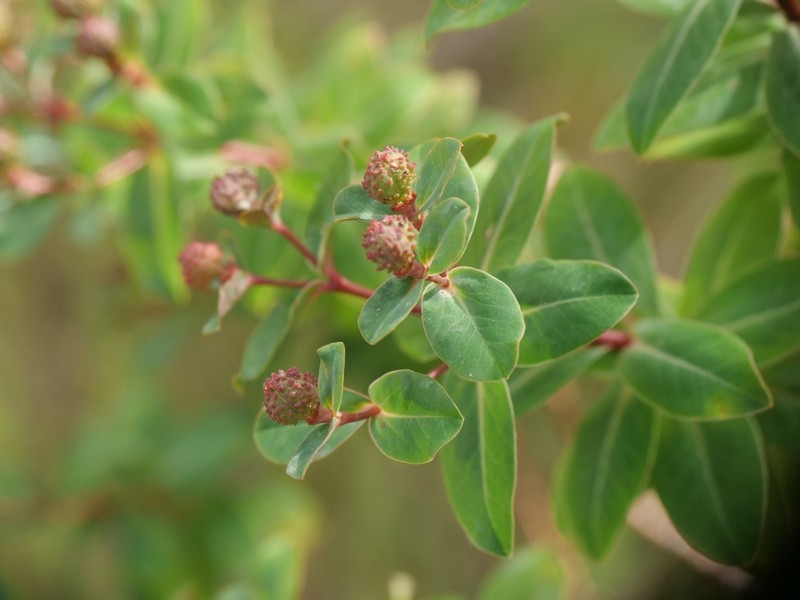 Euphorbia lemesiana photo 7